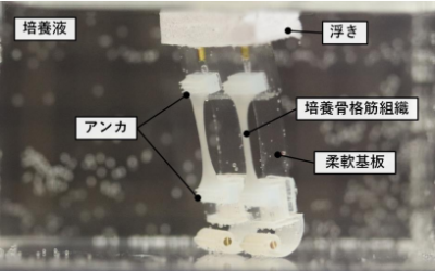 日本东京大学团队制成由肌肉组织驱动的两足机器人